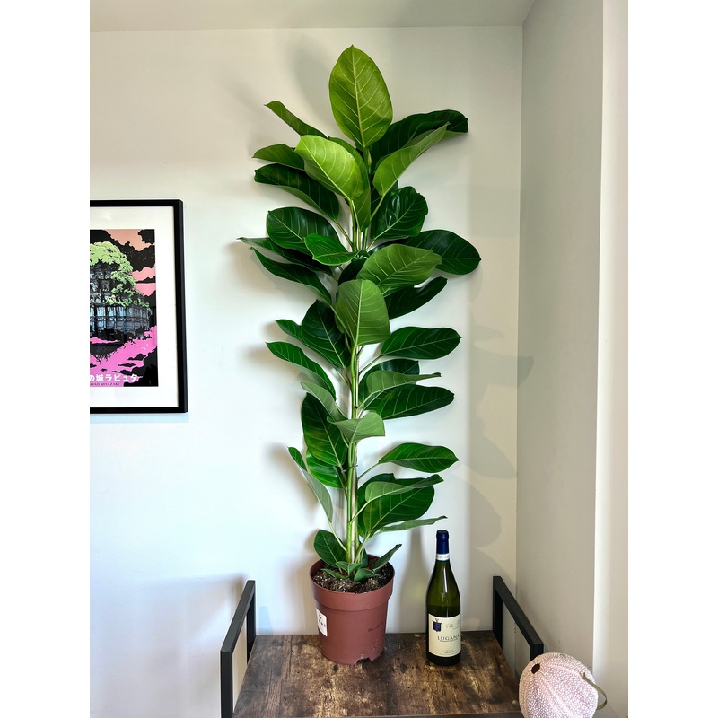 140cm Ficus Altissima