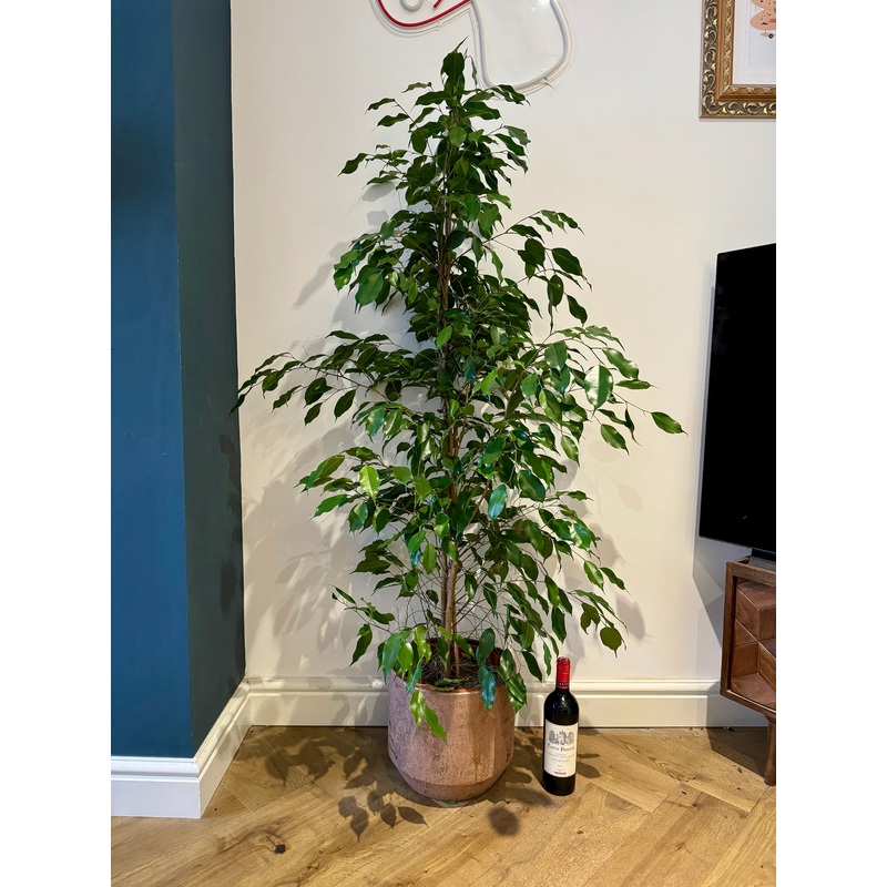140cm Ficus Exotica