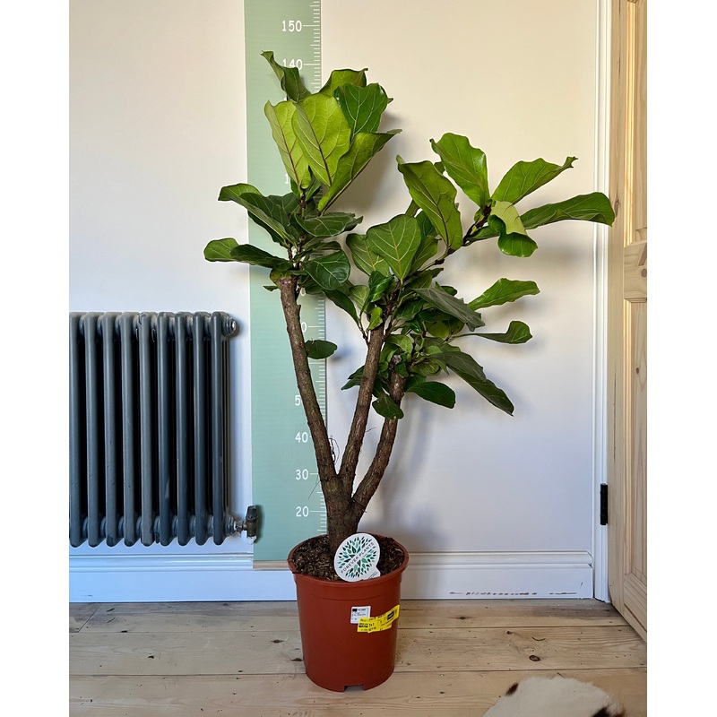 140cm Ficus Lyrata (Fiddle Leaf Fig) Tree