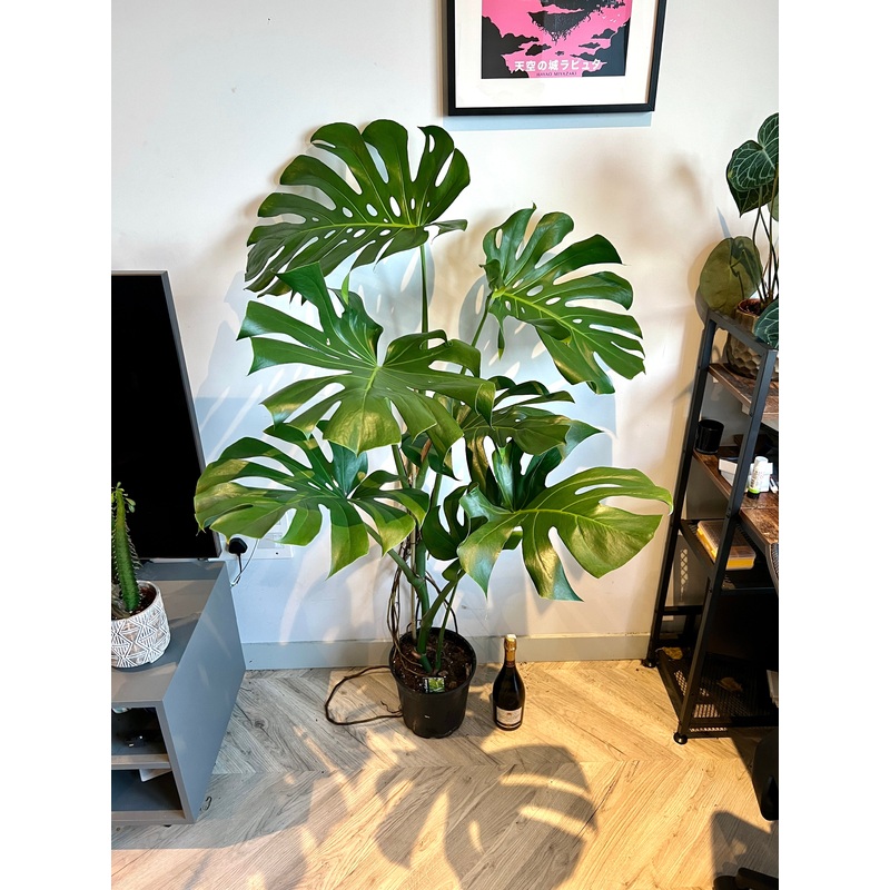 140cm Monstera Deliciosa Large Form (Swiss cheese Plant)