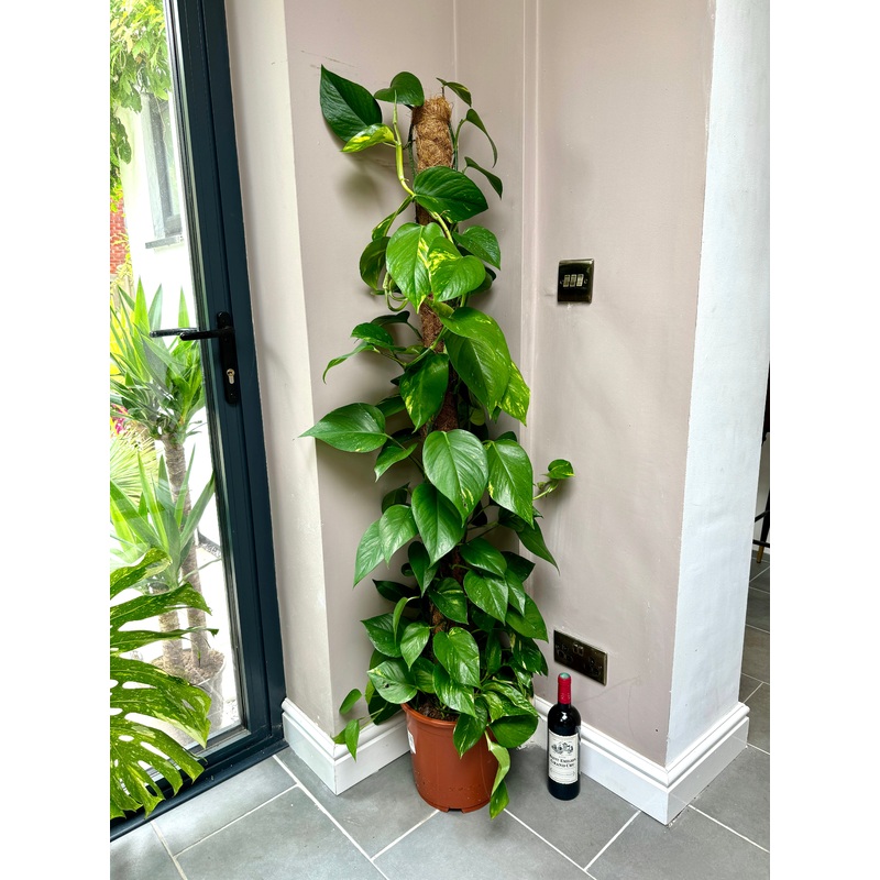 150cm Climbing Epipremnum Devils Ivy