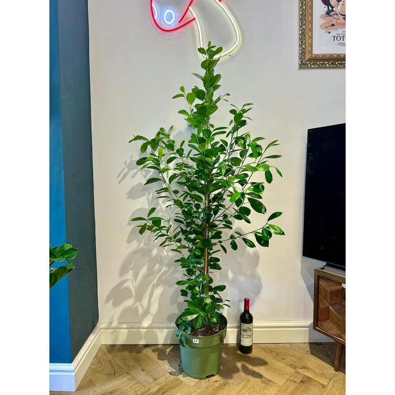 150cm Ficus Moclame
