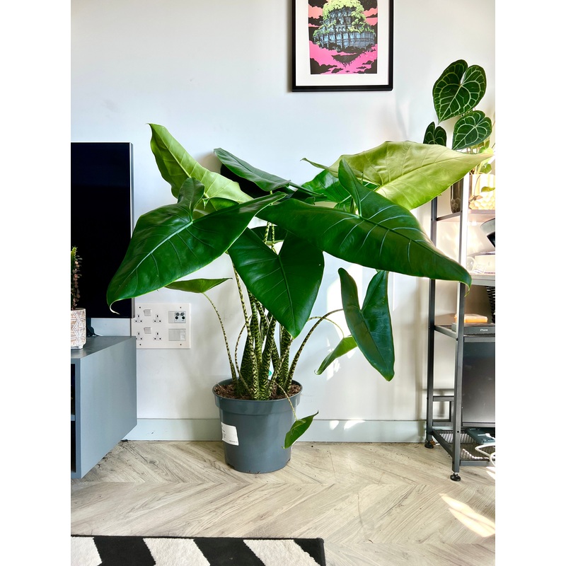 150cm Giant Alocasia Zebrina