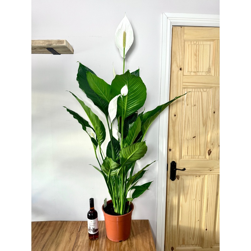 150cm Giant Peace Lily