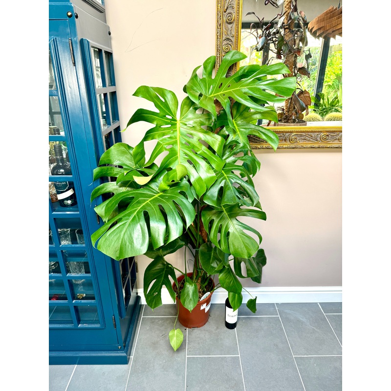 150cm Monstera Deliciosa (Swiss Cheese)
