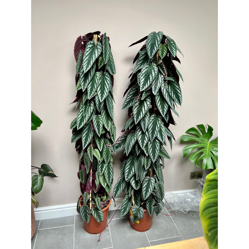160cm Cissus Discolor
