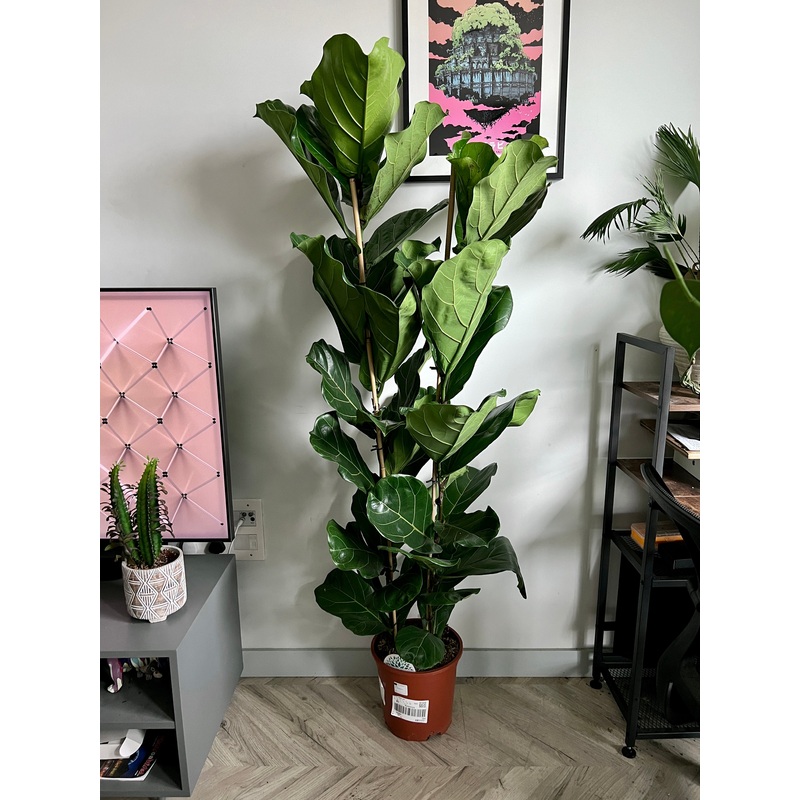 160cm Double Stemmed Ficus Lyrata (Fiddle Leaf Fig)