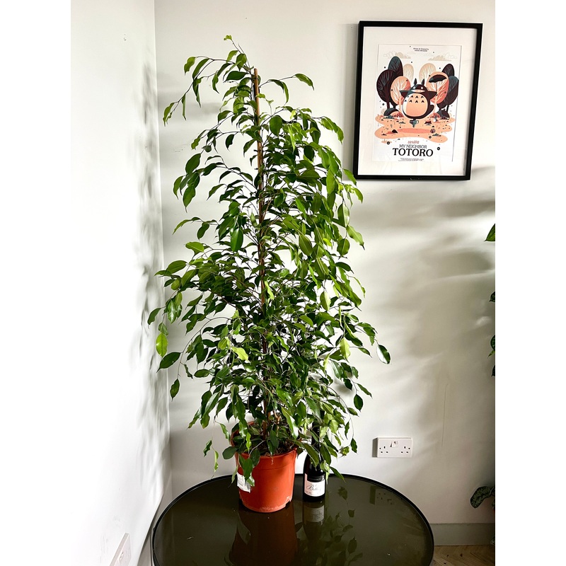160cm Ficus Benjamina Exotica