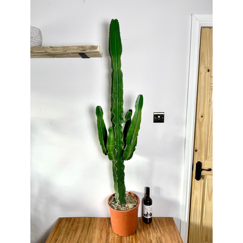 160cm Giant Euphorbia Erytrea Cactus