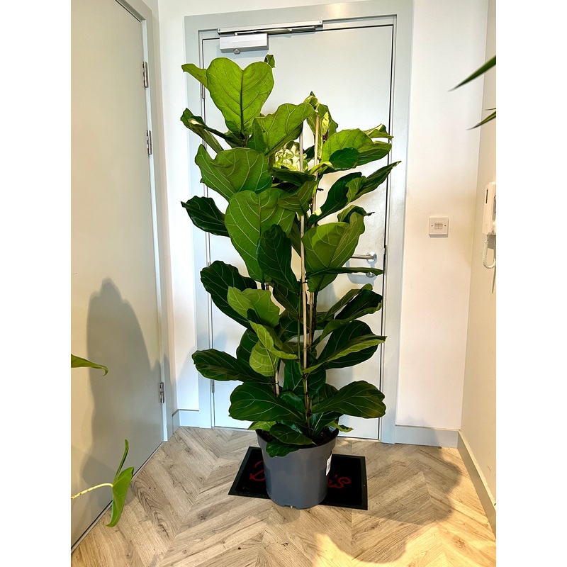 170cm Triple Stemmed Ficus Lyrata (Fiddle Leaf Fig)