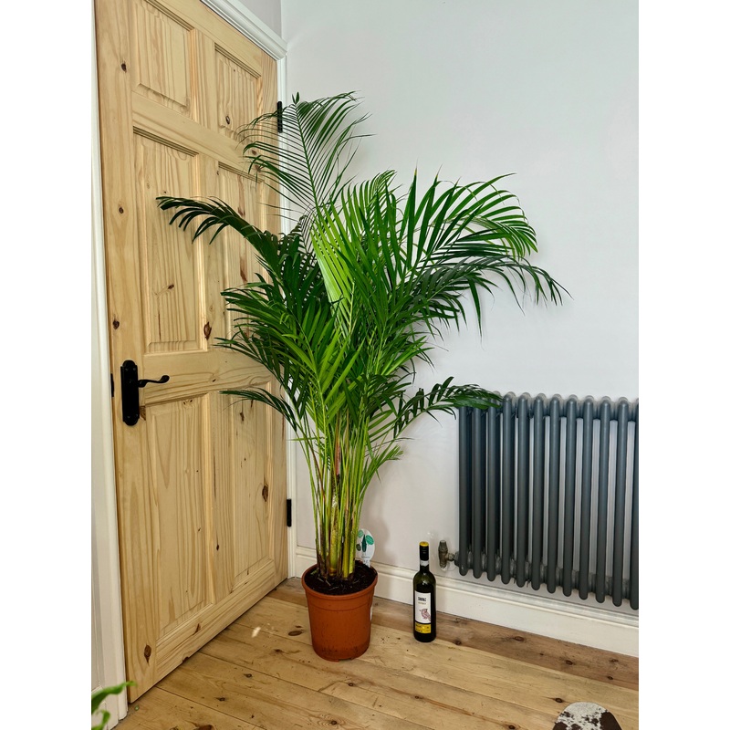 175cm Dypsis Lutescens (Areca Palm)