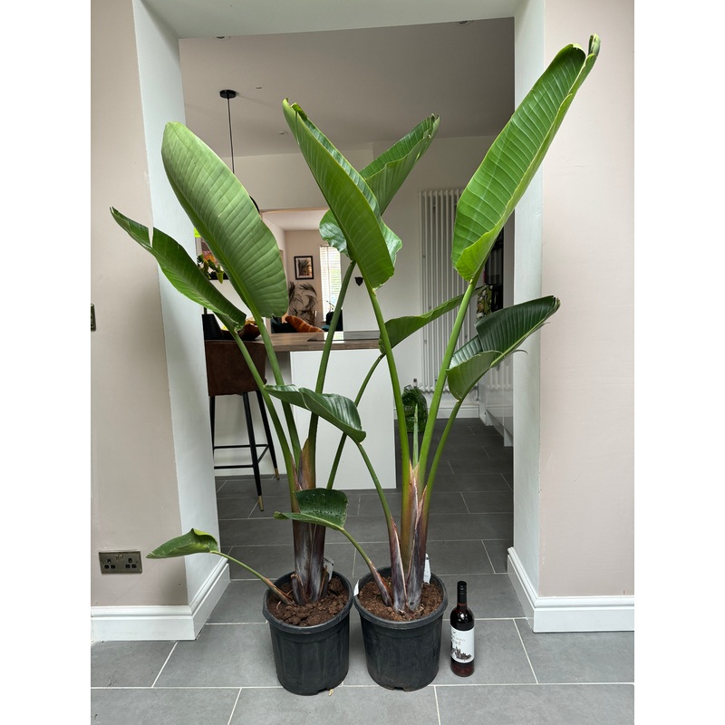 180cm Strelitzia Nicolai (Bird of Paradise)