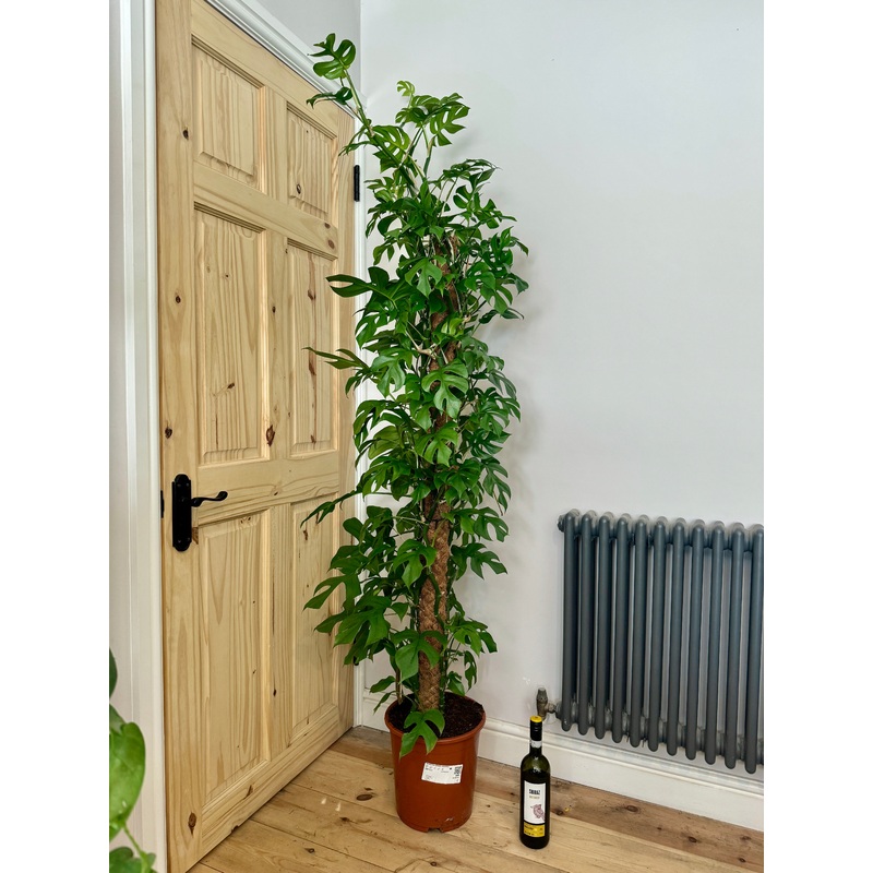 190cm Monstera Minima Cheese Plant