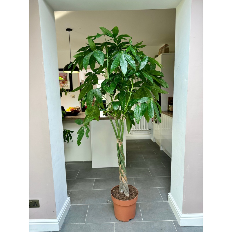 190cm Pachira Aquatica (Money Tree)