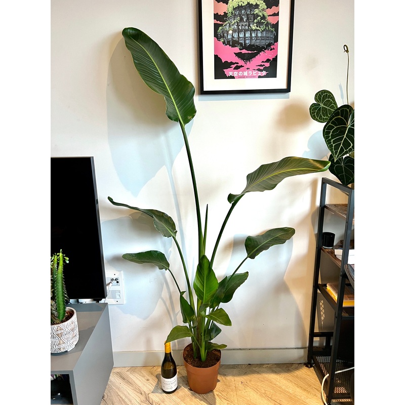 190cm Strelitzia Nicolai (Bird of Paradise Plant)