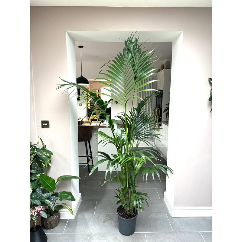 200cm Howea Forsteriana (Kentia Palm)