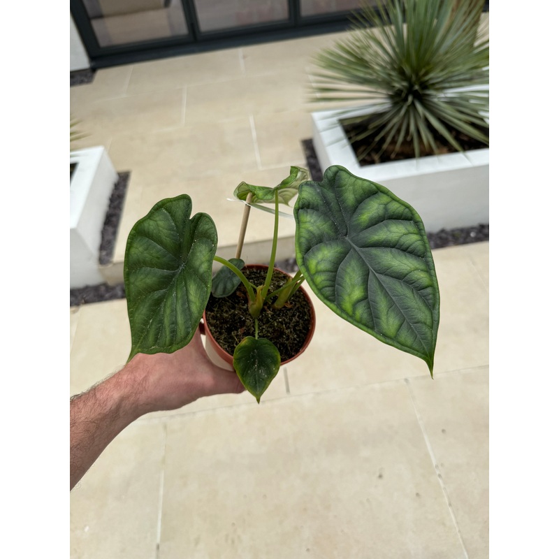 25cm Alocasia Dragon Scale