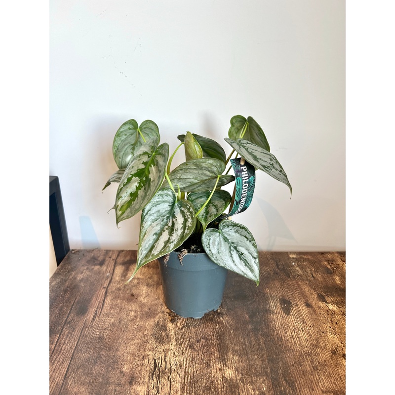 25cm Philodendron Brandtianum