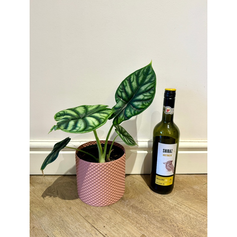 30cm Alocasia Dragon Scale