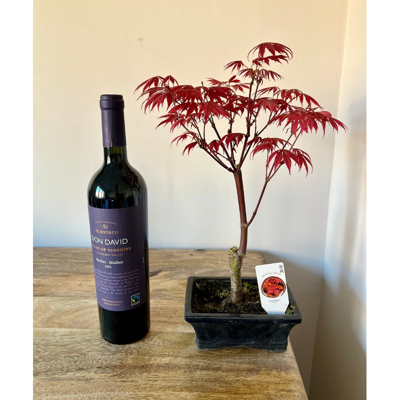 30cm Bonsai Tree – Acer