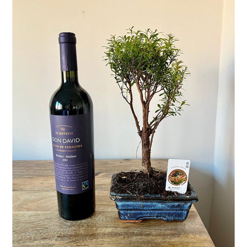 30cm Bonsai Tree – Syzygium