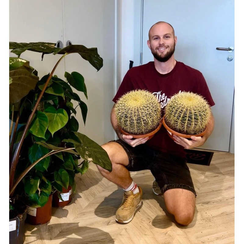 30cm Giant Barrel Cactus