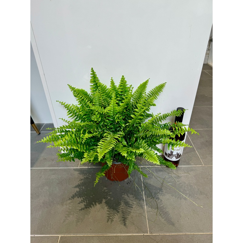 30cm Nephrolepsis Green Moment (Boston Fern)