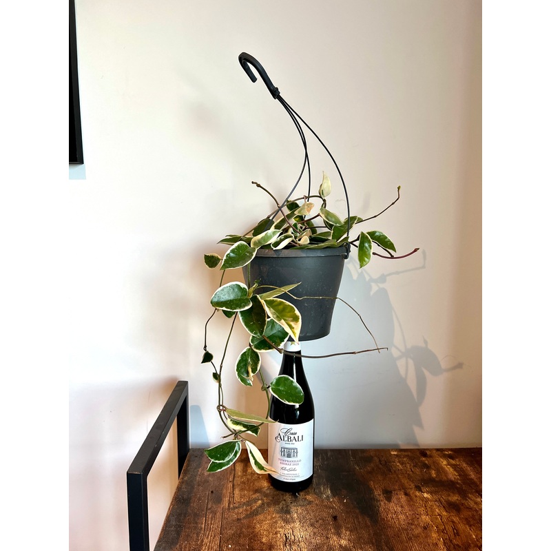 40cm Hoya Crimson Queen