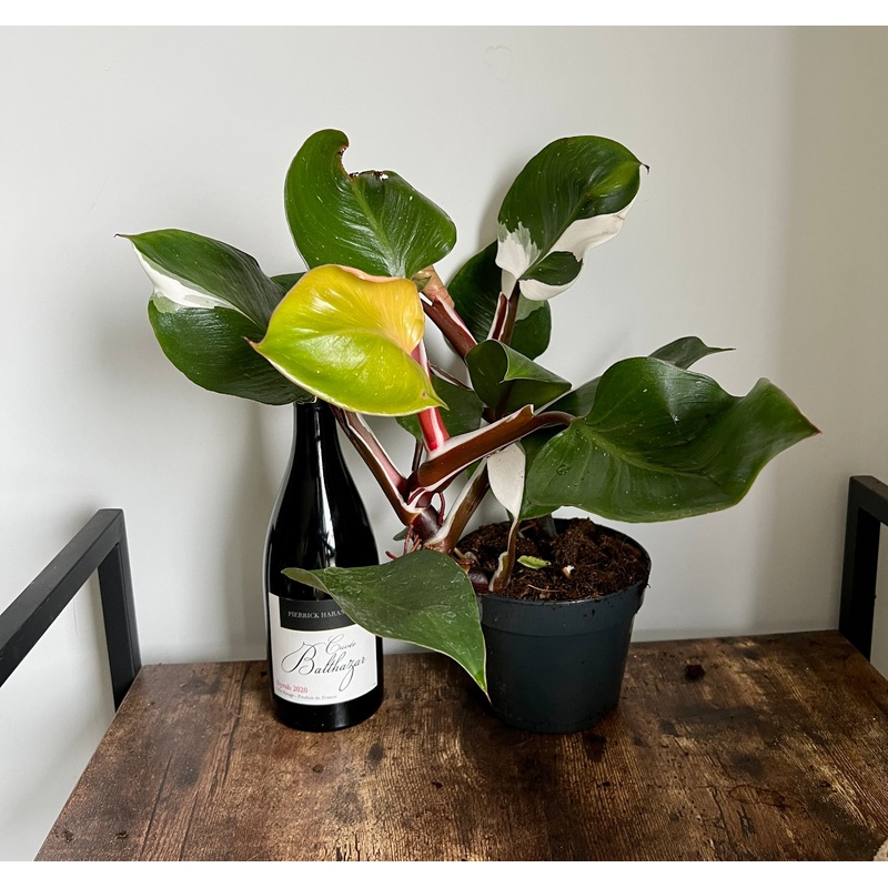 40cm Variegated Philodendron White Knight
