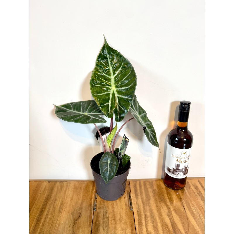 45cm Alocasia Pink Dragon