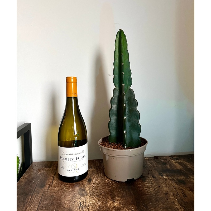 45cm Cereus Jamacaru (Cuddly cactus)