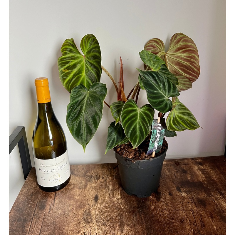 45cm Philodendron Verrucosum Incensi