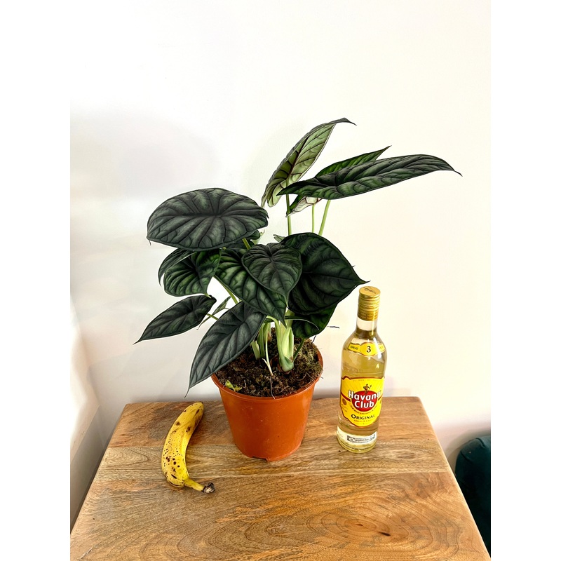 50cm Alocasia Dragon Scale