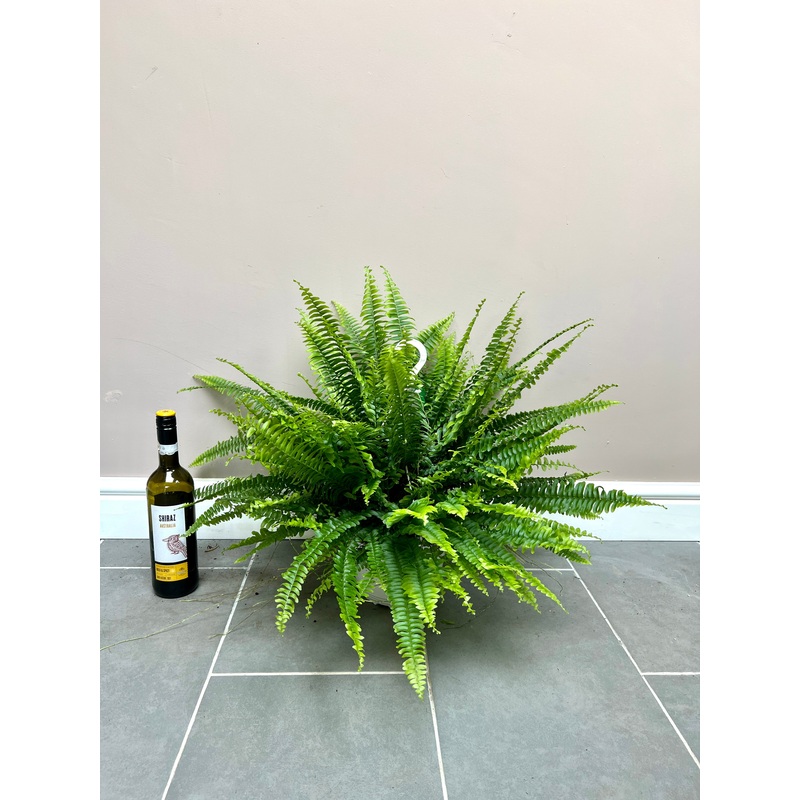 50cm Boston Fern