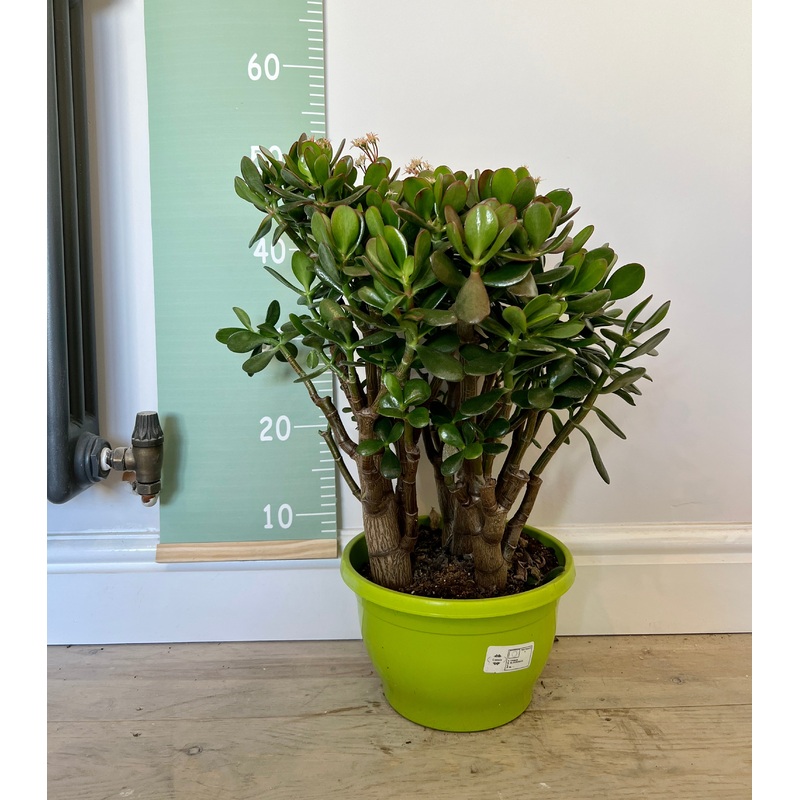 50cm Crassula Ovata (Jade / Money Plant)