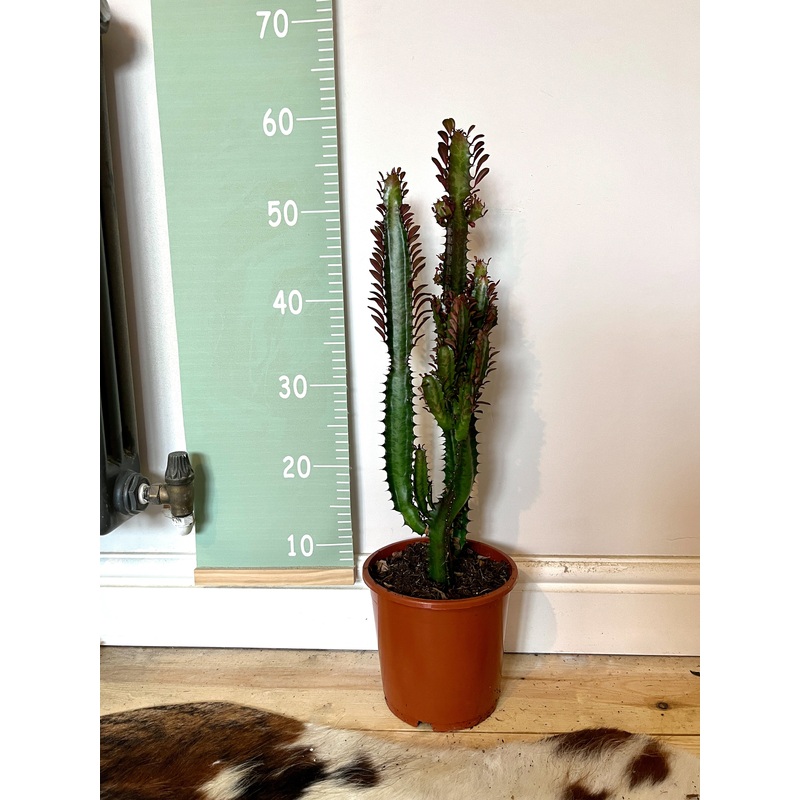 50cm Euphorbia Trigona Cactus
