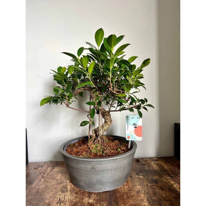 50cm Ficus Bonsai Tree