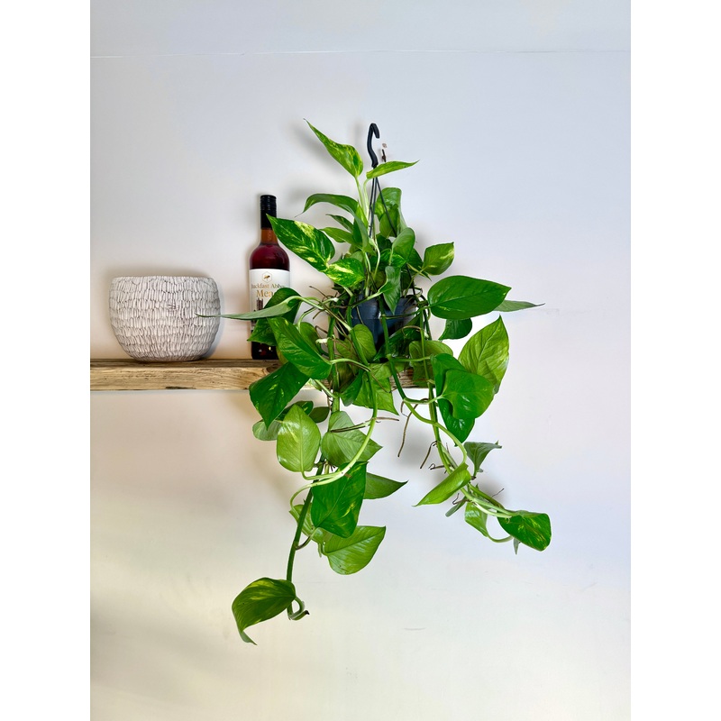 50cm Hanging Devils Ivy