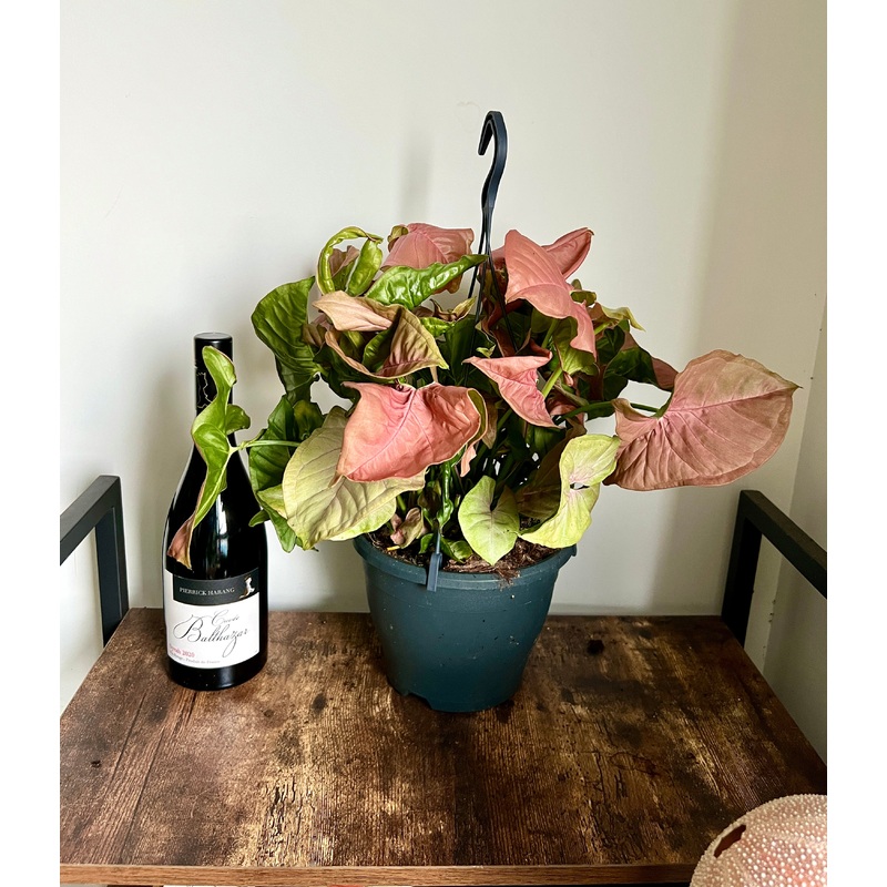 50cm Syngonium Red Heart