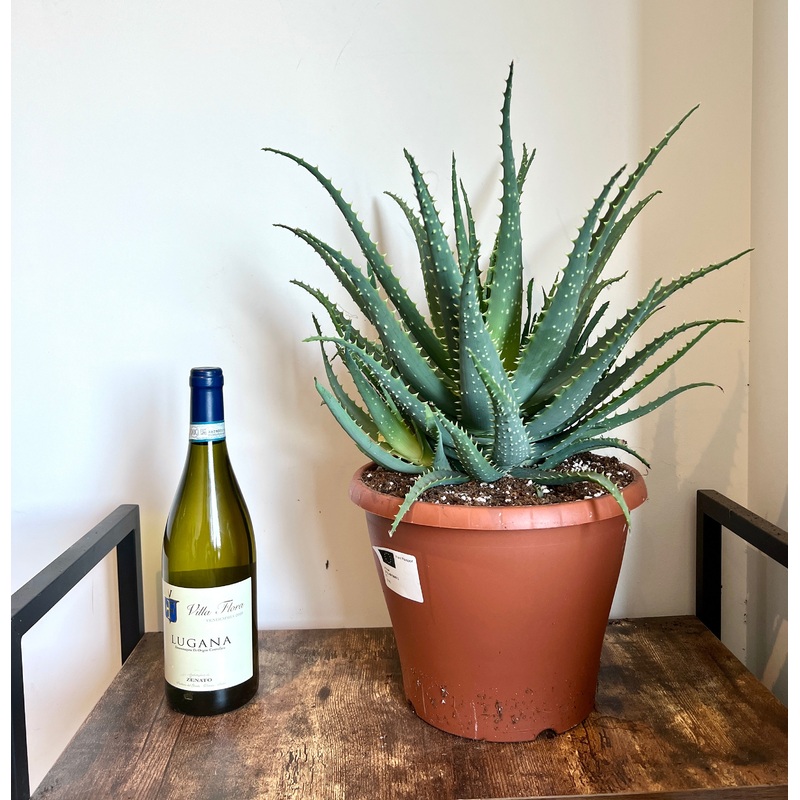 50cm XL Aloe Arborescens