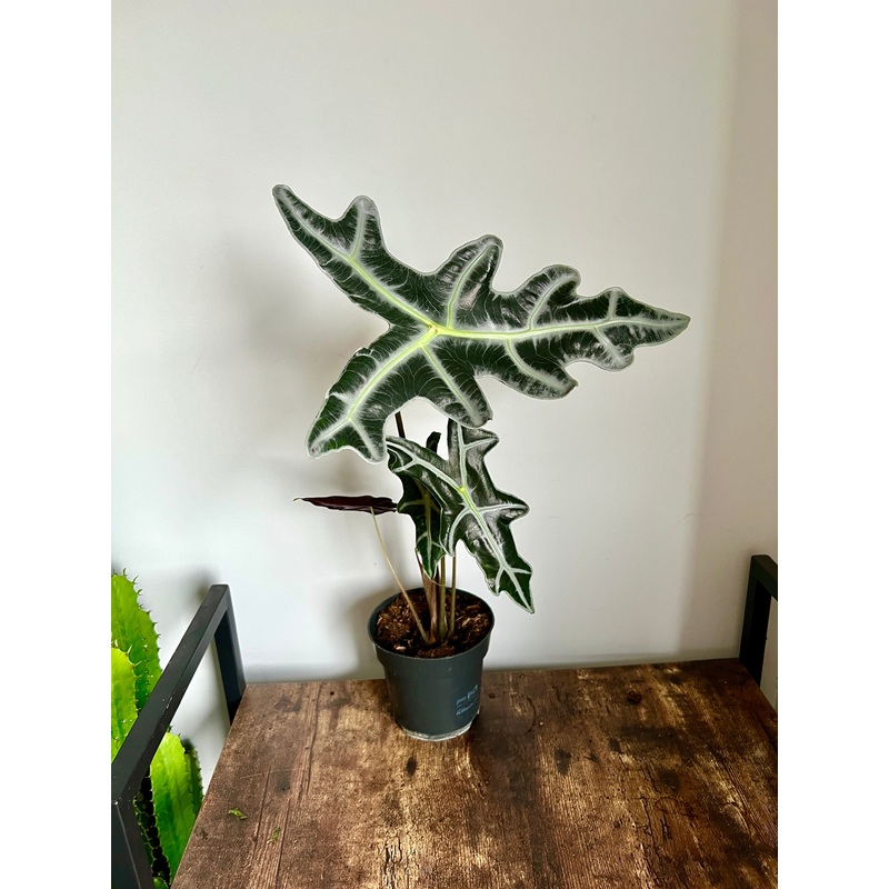 55cm Alocasia Nobilis