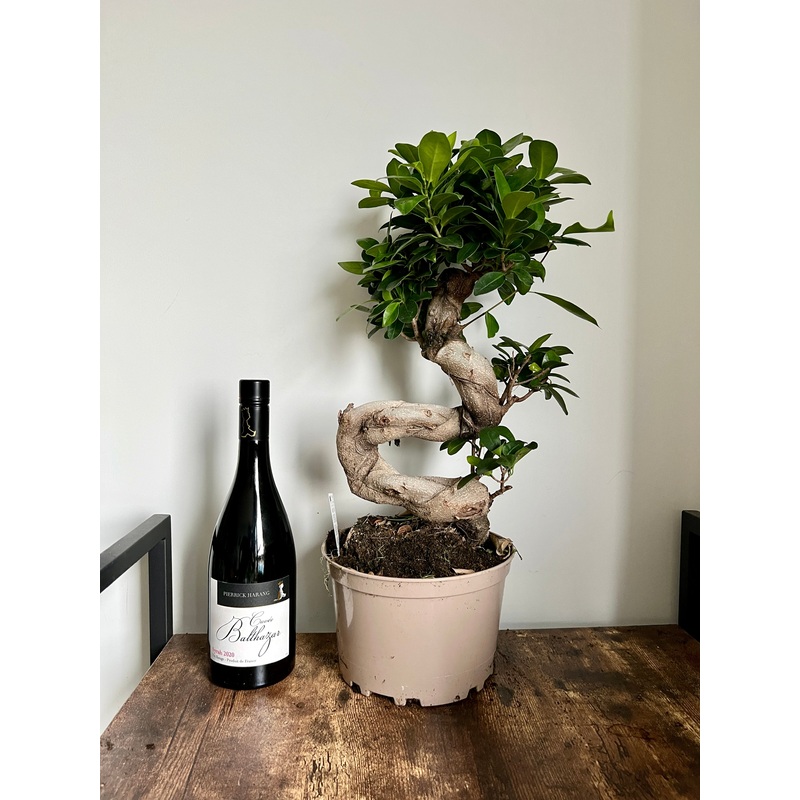 55cm Ficus Ginseng Bonsai Tree