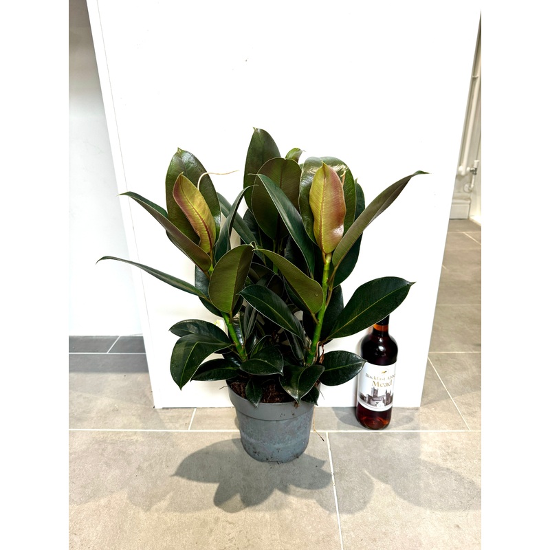 55cm Triple Stem Ficus Elastica rubber plant