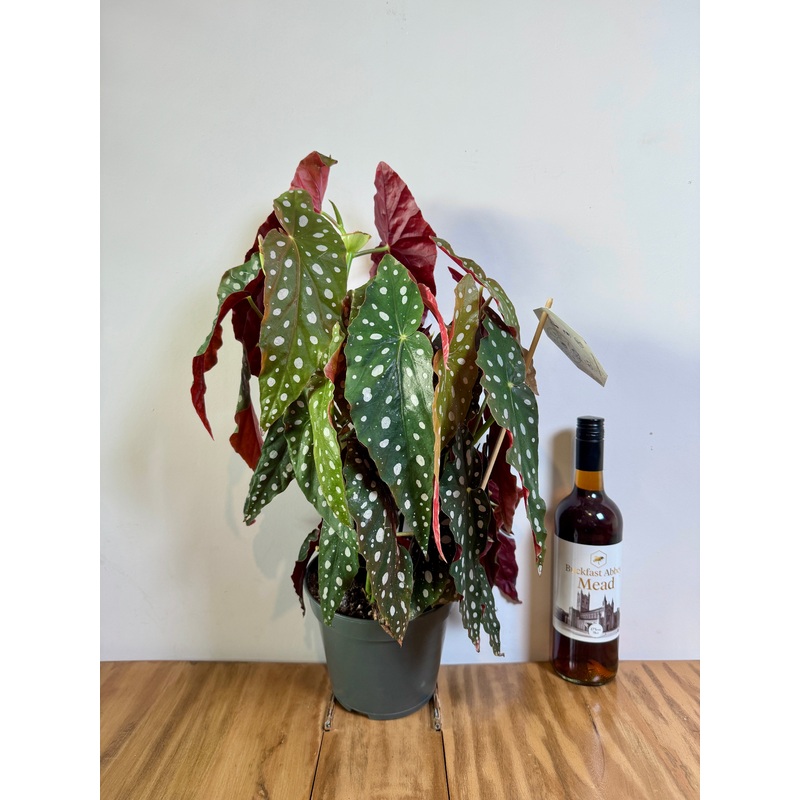 60cm Begonia Maculata