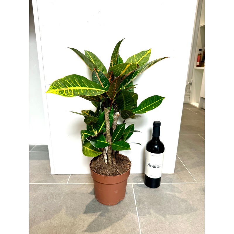 60cm Codiaeum Excellent (Croton Plant)