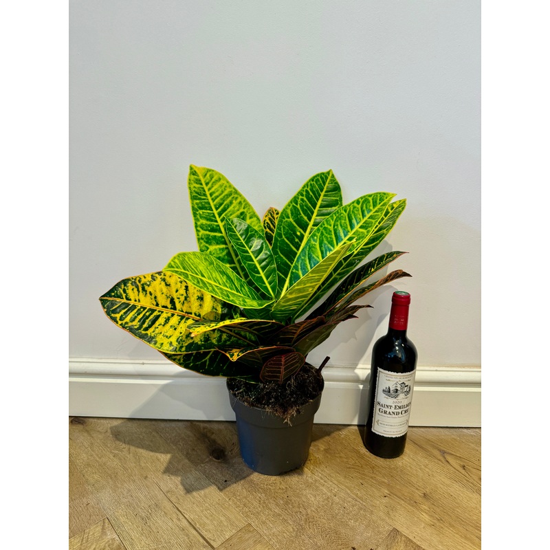 60cm Codiaeum Petra
