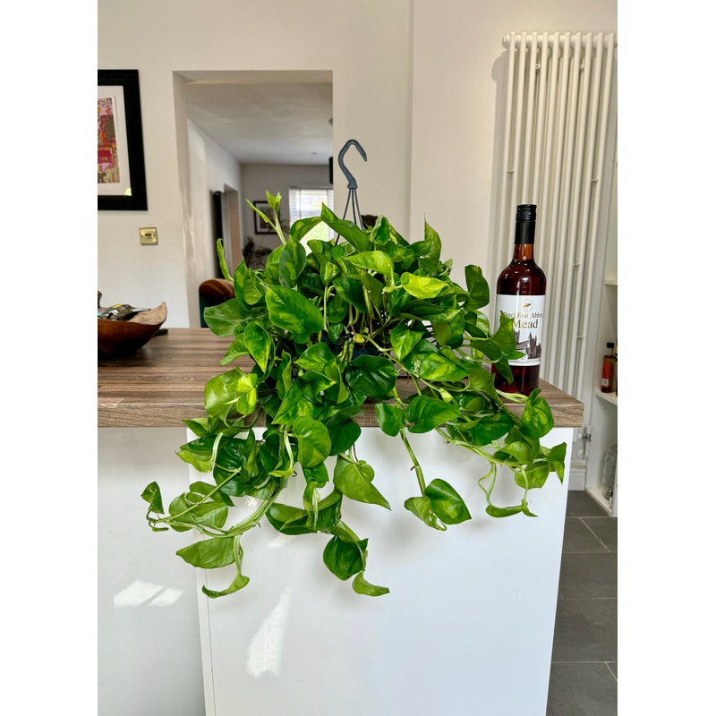 60cm Devils Ivy Global Green
