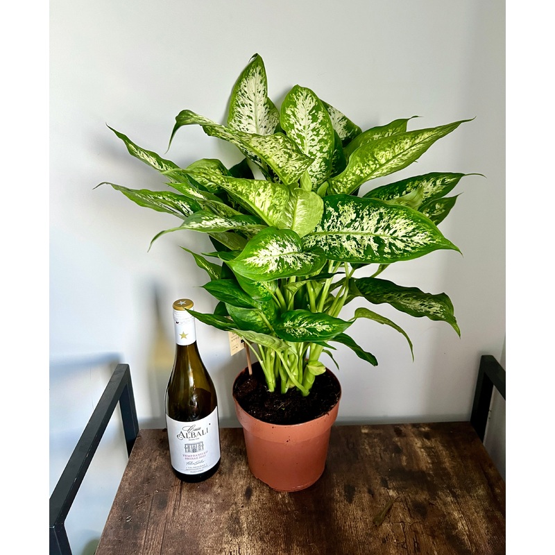 60cm Dieffenbachia Compacta (Dumb Cane)