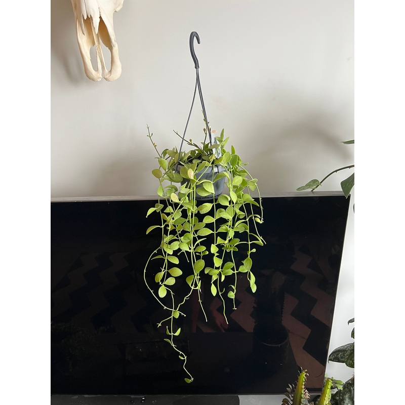 60cm Dischidia Oiantha (String of Nickels)