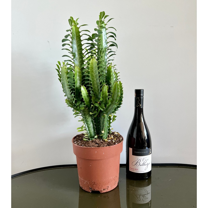 60cm Euphorbia Trigona Cactus